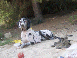http://www.medwet.pl/images/filmy/ruchomy-plik.gif