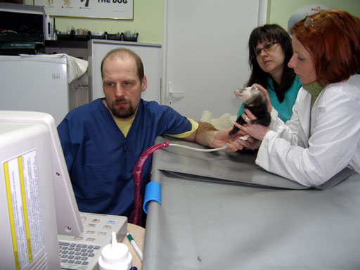 http://www.medwet.pl/images/fredzik005m.jpg