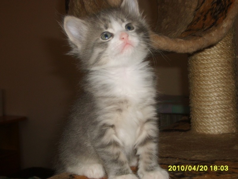 http://www.medwet.pl/images/hodowcy/S6008109.JPG