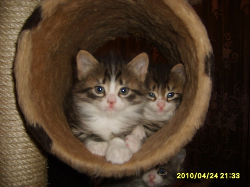 http://www.medwet.pl/images/hodowcy/S6008226.JPG