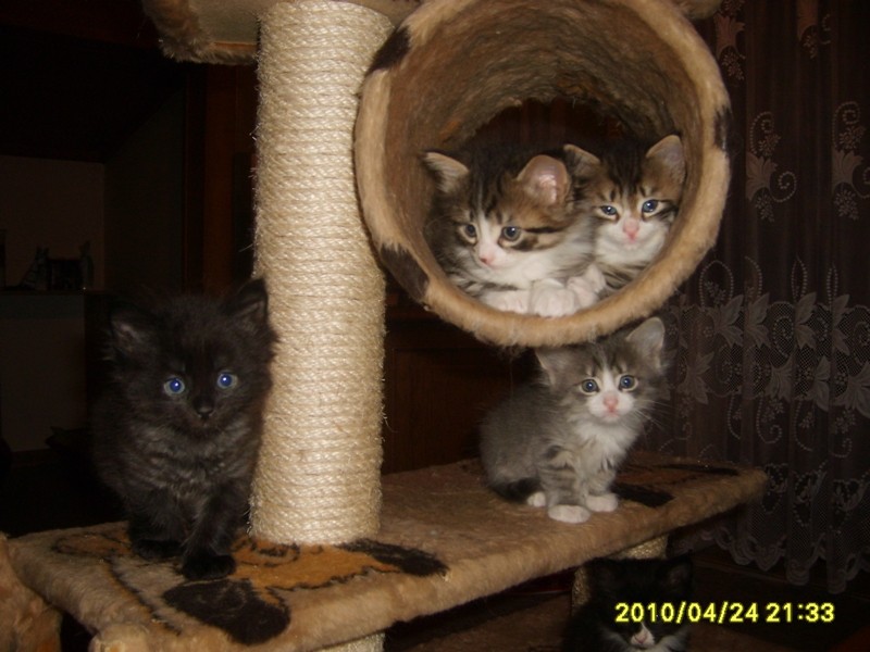 http://www.medwet.pl/images/hodowcy/S60082276.