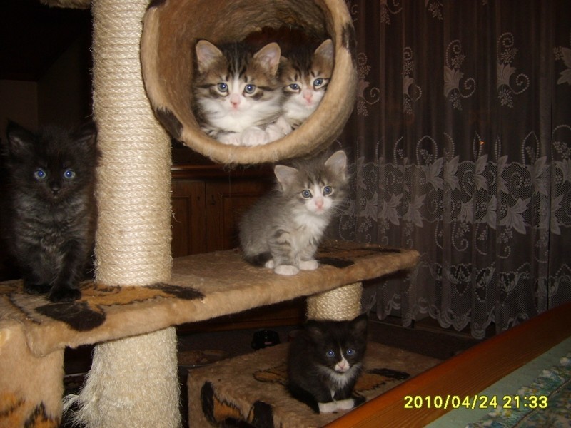 http://www.medwet.pl/images/hodowcy/S6008228.JPG