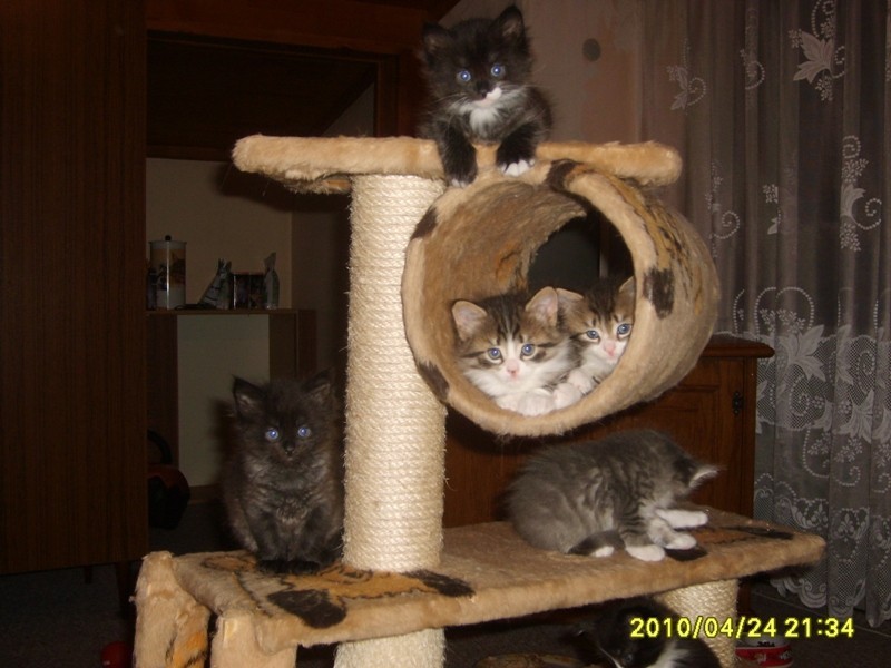 http://www.medwet.pl/images/hodowcy/S6008230.JPG