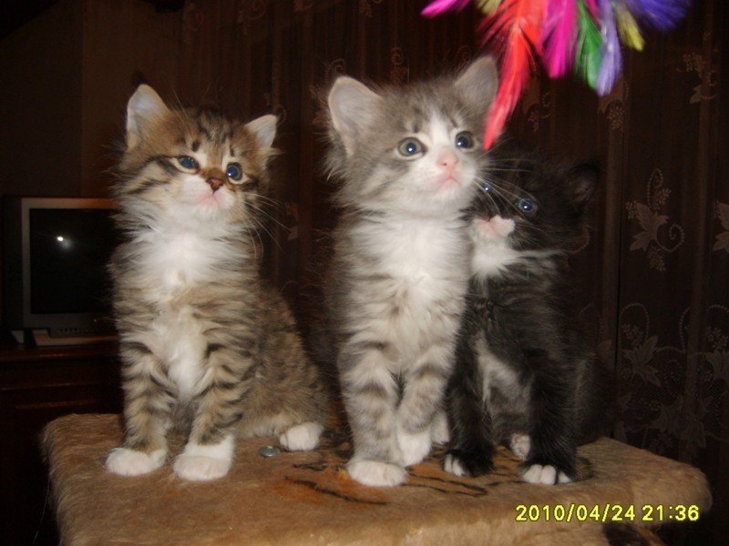http://www.medwet.pl/images/hodowcy/S6008238.JPG