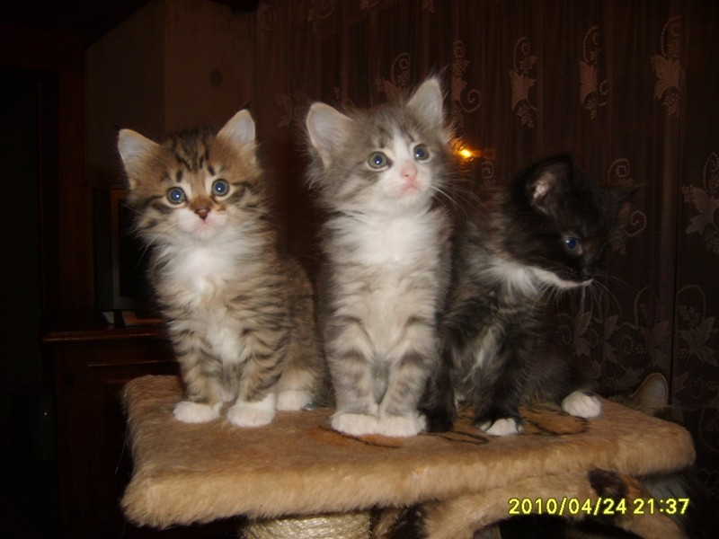 http://www.medwet.pl/images/hodowcy/S6008239.JPG