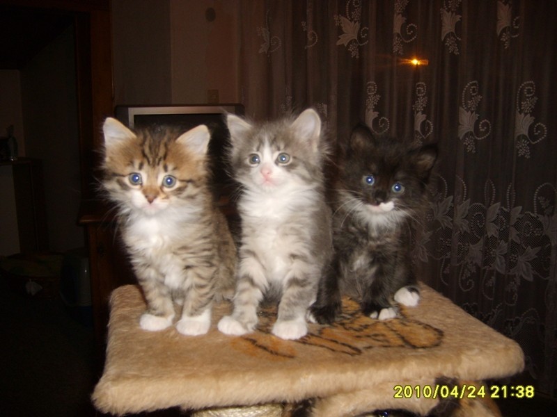 http://www.medwet.pl/images/hodowcy/S6008240.JPG