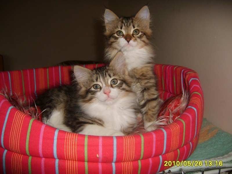 http://www.medwet.pl/images/hodowcy/S6008613.JPG