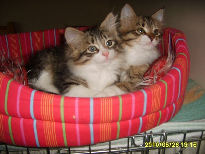 http://www.medwet.pl/images/hodowcy/S6008614.JPG