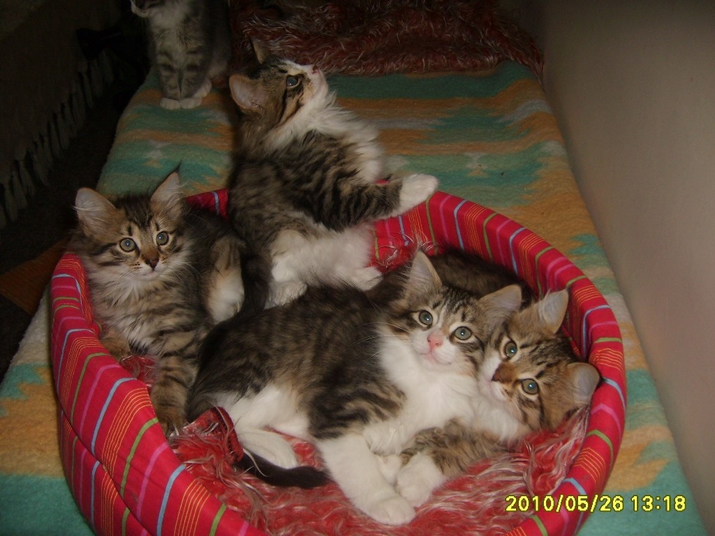 http://www.medwet.pl/images/hodowcy/S6008621.JPG