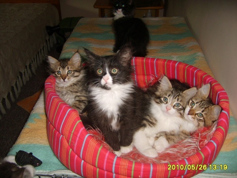 http://www.medwet.pl/images/hodowcy/S6008623.JPG