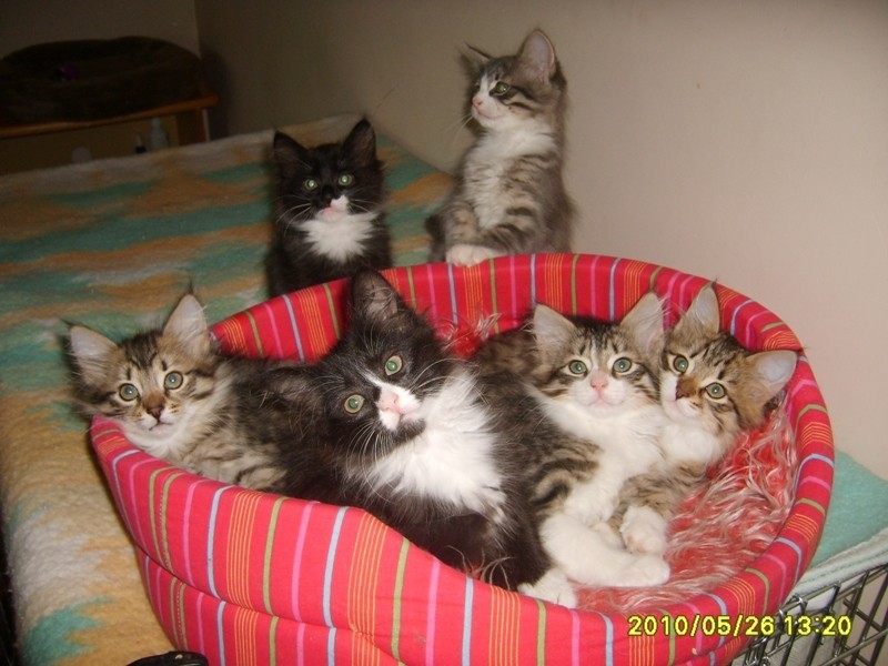 http://www.medwet.pl/images/hodowcy/S6008625.JPG