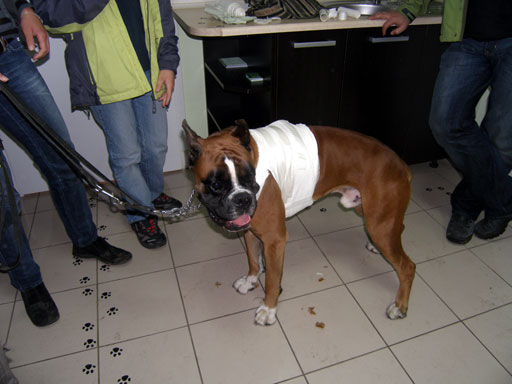 http://www.medwet.pl/images/kardio300m.jpg