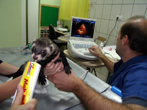 http://www.medwet.pl/images/kardio403m.jpg