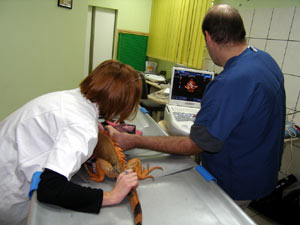 http://www.medwet.pl/images/kardio404m.jpg