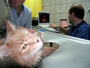 http://www.medwet.pl/images/kardio503m.jpg