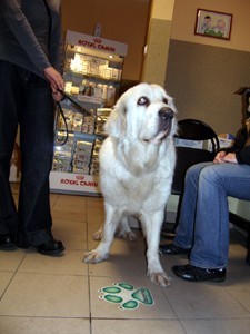 http://www.medwet.pl/images/kardio504m.jpg