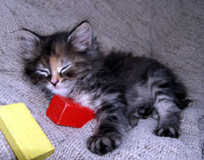 http://www.medwet.pl/images/koty006m.jpg