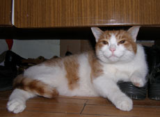http://www.medwet.pl/images/koty007m.jpg