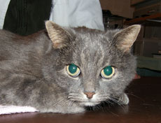 http://www.medwet.pl/images/koty008m.jpg
