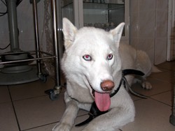 http://www.medwet.pl/images/luna001m.jpg