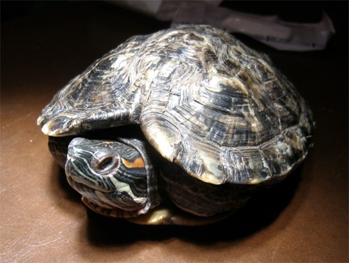 http://www.medwet.pl/images/ranazolw002m.jpg