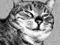 http://www.medwet.pl/images/whiskas001.jpg