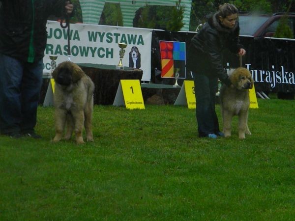 http://www.medwet.pl/images/wystawy/DSCN1877.jpg